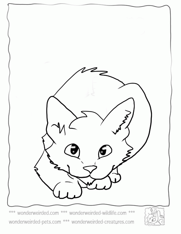 Cat Coloring Pages,Echo's Cat Coloring Pictures from Pet Coloring 