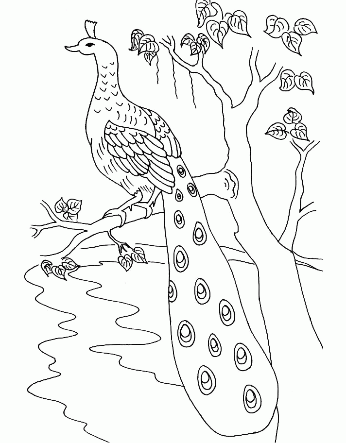 bird-peacock-coloring-pages-free-printable-coloring-pages (10 