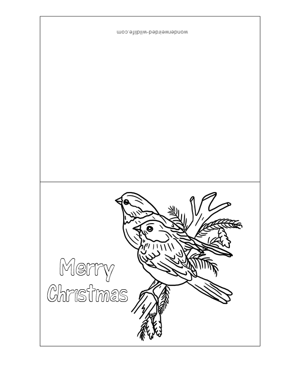 Printable Christmas Cards Birds, Echo's Winter Bird Species in 