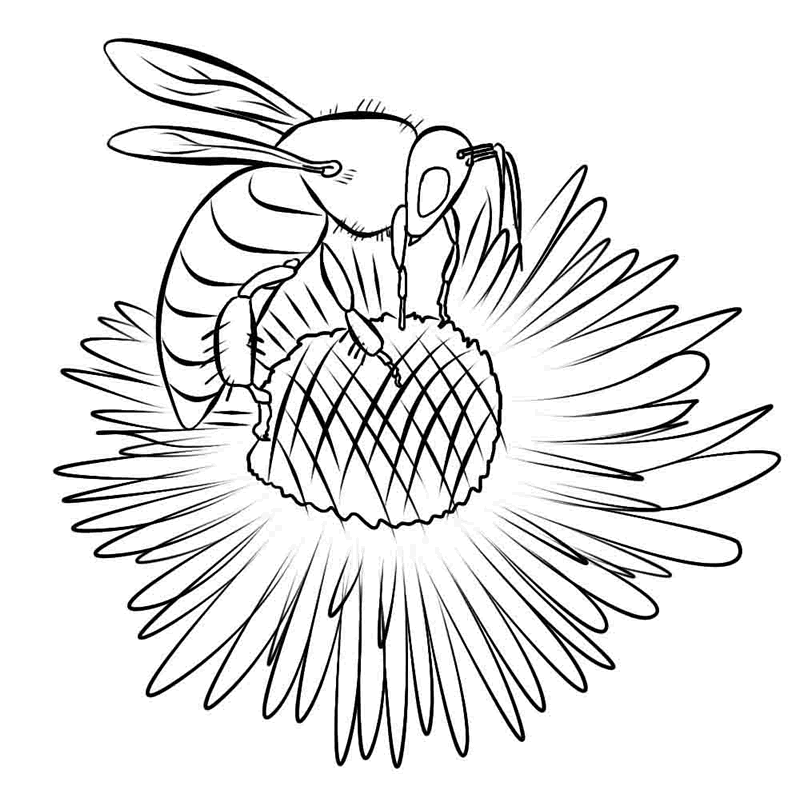 FREE Bee Coloring Picture 20