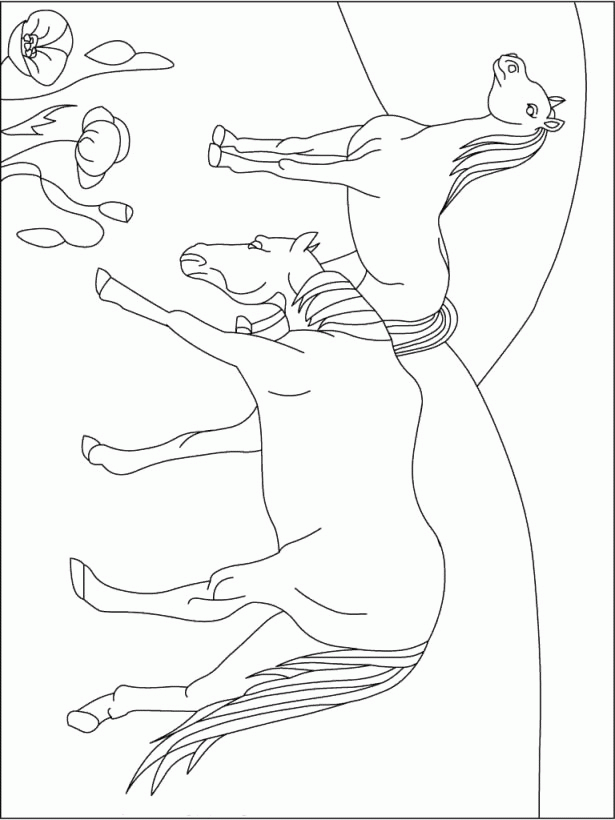 Baby Colt Coloring Page