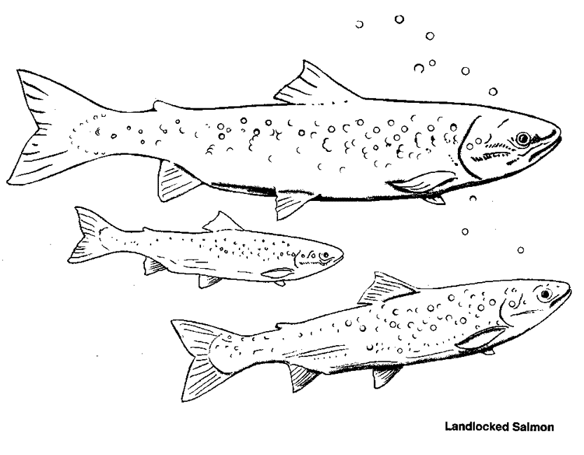 Download Salmon Coloring Pages - Coloring Home