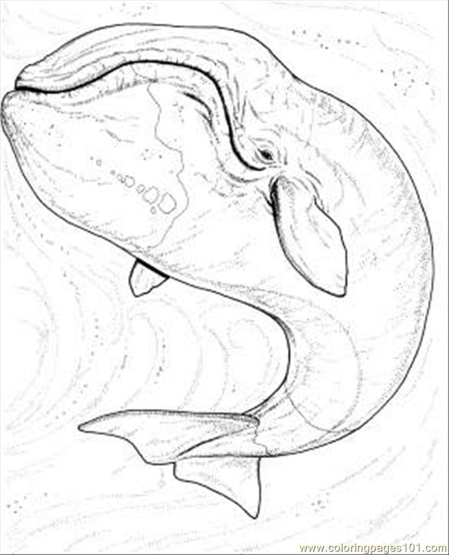 Humpback Whale Coloring Sheets