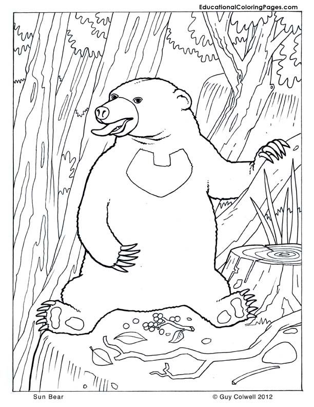 Sun bears Colouring Pages