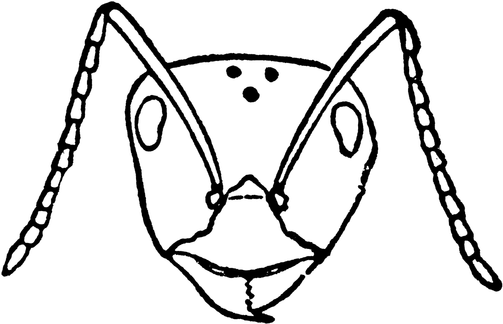 Red Wood Ant Worker's Head | ClipArt ETC