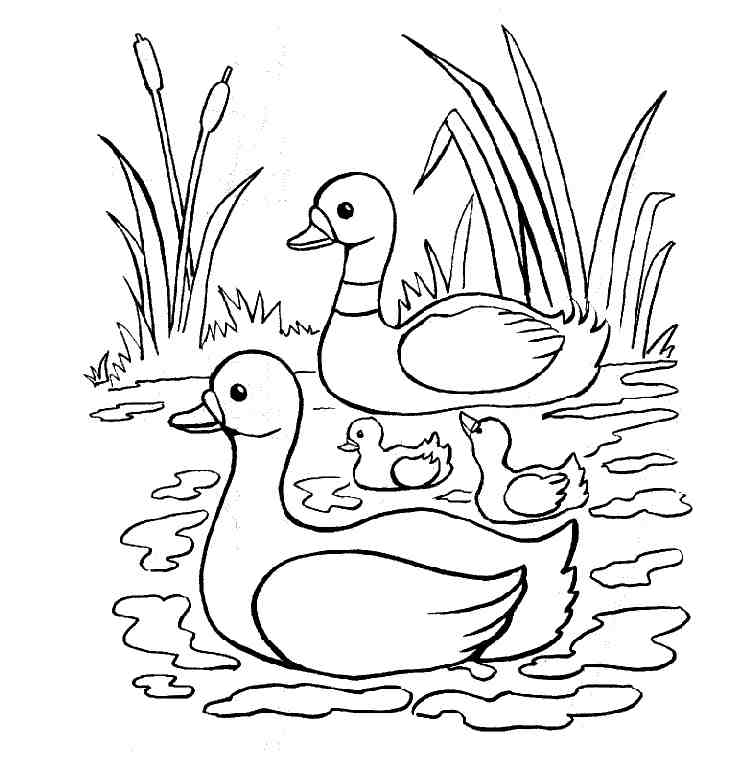 Printable Duck Coloring Pages Coloring Home