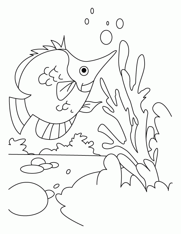 Betta Fish Coloring Pages | Free coloring pages