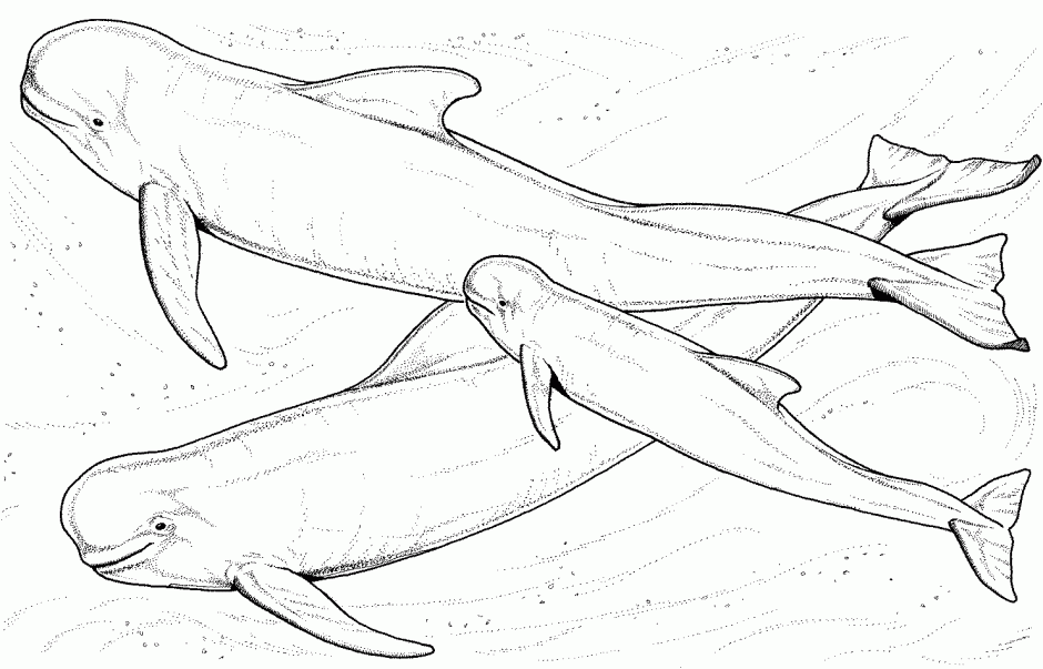 Humpback Whale Coloring Page For Kids Printable Coloring Sheet 