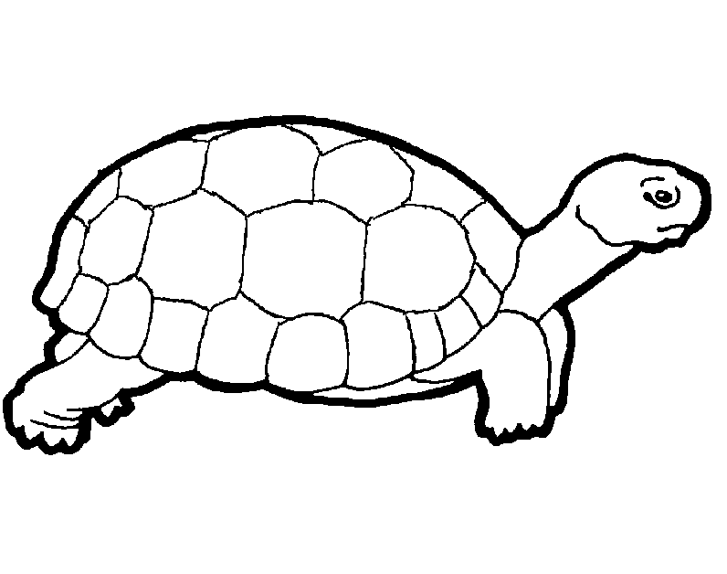 cartoon picture of a turtle  coloring home