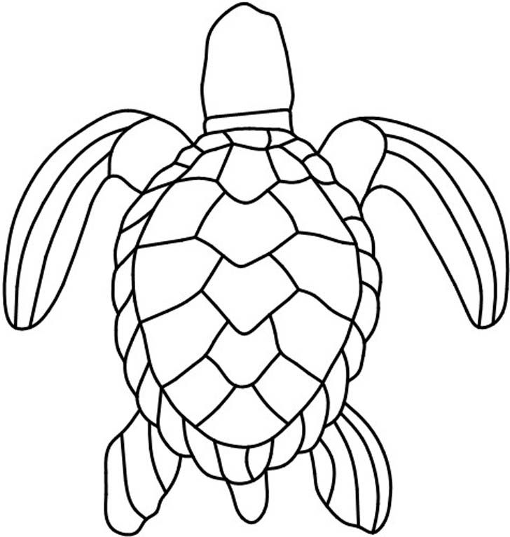 Turtle Shell Patterns