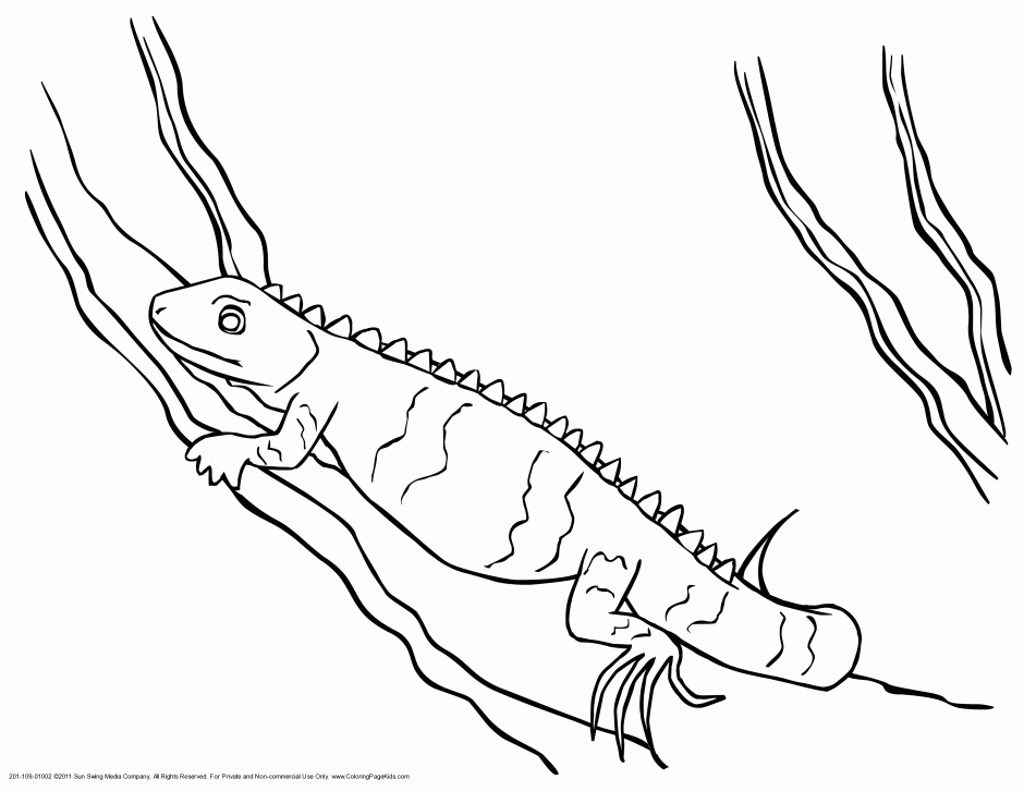Cute Iguana Lizard Over Sign Black And White Vector Coloring Page 