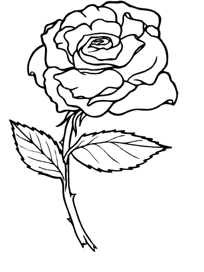 Rose Coloring Pages Rose Coloring Pages 2 Rose Coloring Pages 4 