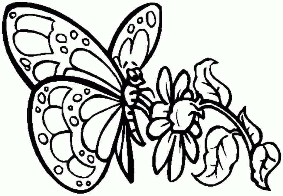Printable Animal Butterfly Coloring Sheets For Kids & Boys 19223#