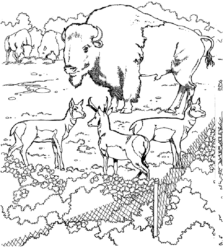 Tundra Coloring Pages - Coloring Home