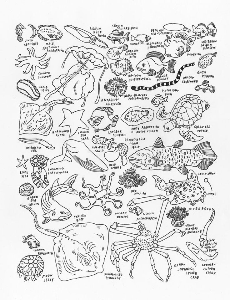 sea life coloring page | Natural History Museum
