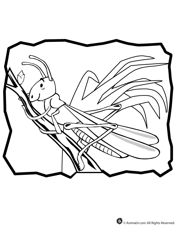 grasshoper Colouring Pages (page 3)