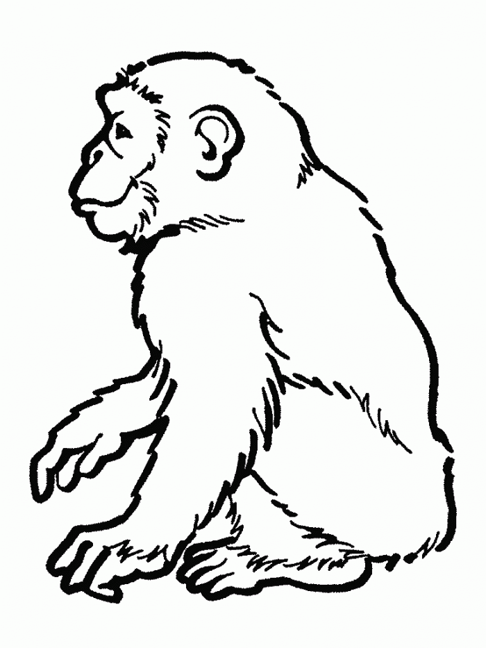 Chimpanzee Coloring Page For Kids