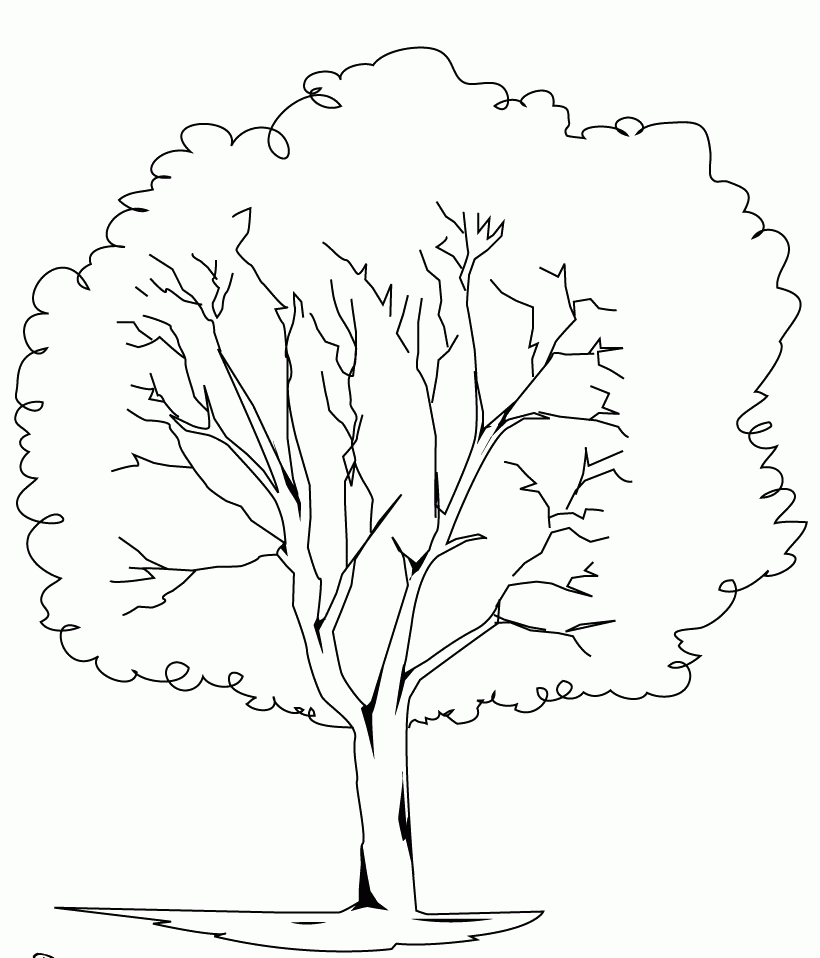 Elm Tree Coloring For Kids - Trees Coloring Pages : iKids Coloring 