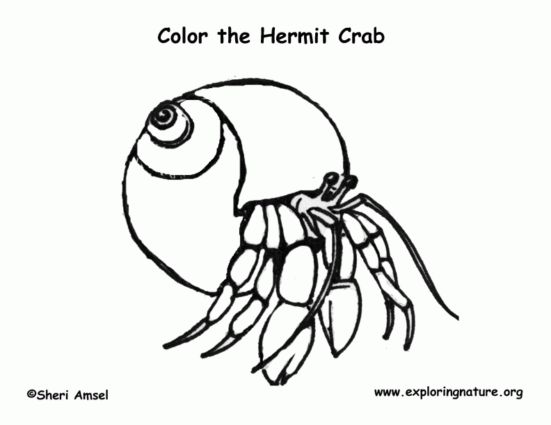 Hermit Crab Coloring Page - Coloring For KidsColoring For Kids