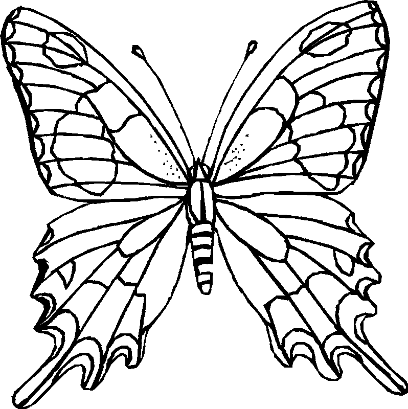 coloring-pages-printable-butterfly-282