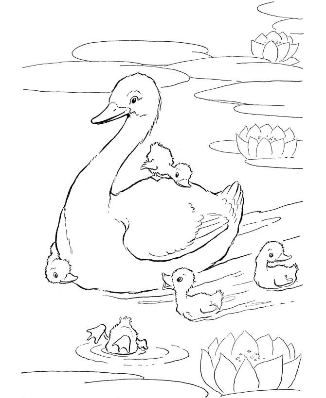 Goose goslings Colouring Pages