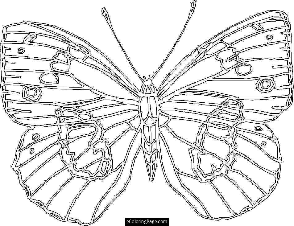 Big Butterfly Coloring Page for Kids Printable | eColoringPage.com 