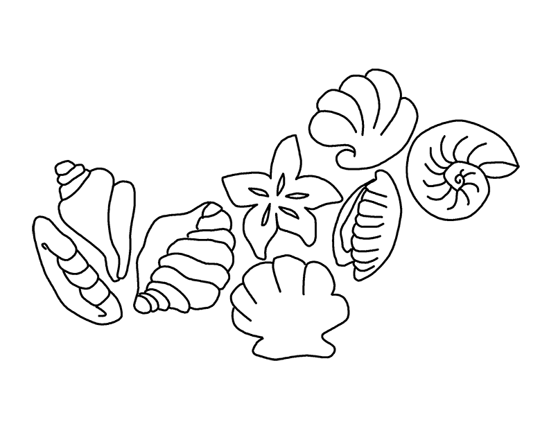 Animal Coloring How To Draw A Seashell, Seashells Step 4 How To 