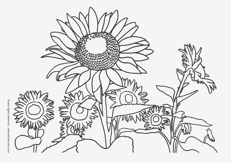 Black And White Sunflower Coloring Pages KidsColoringPics 222166 