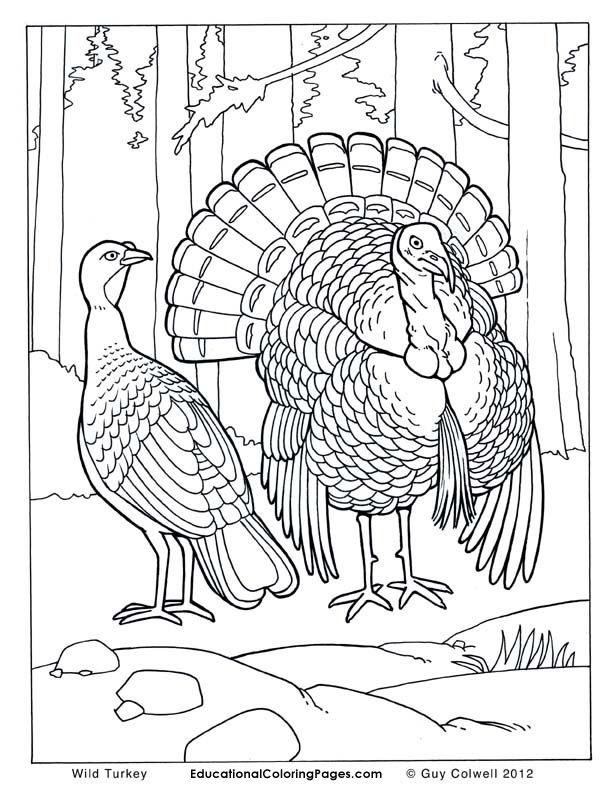 Birds Book Two | Educational Fun Kids Coloring Pages and Preschool 