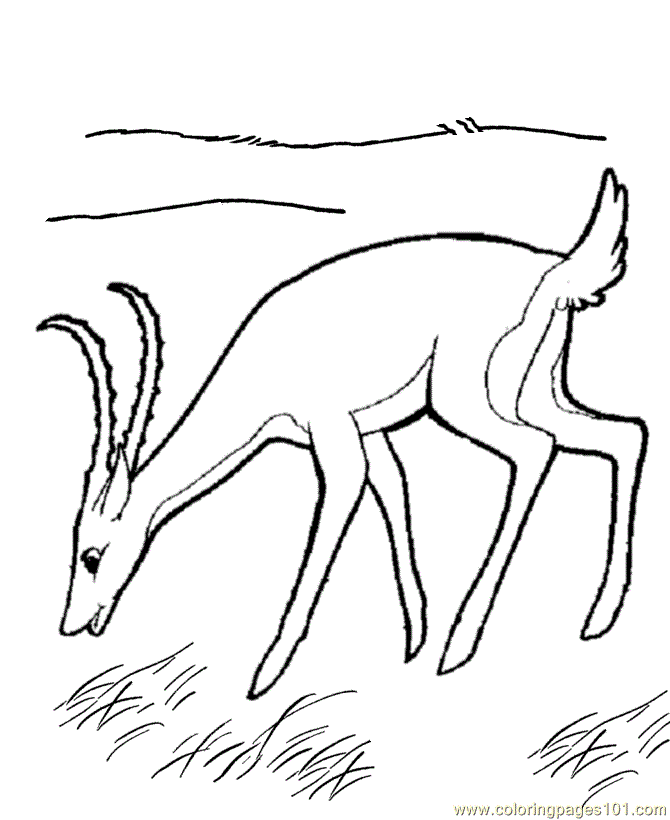 gazelles Colouring Pages (page 3)