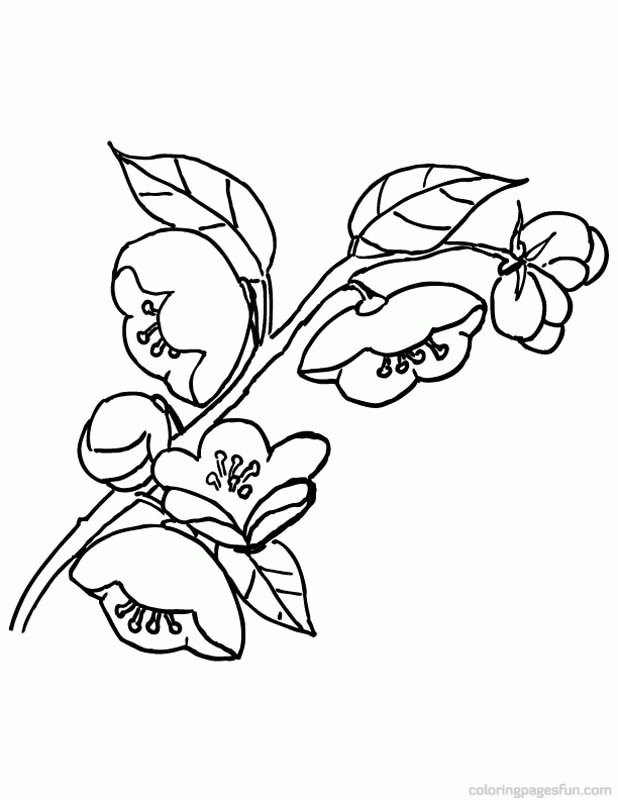 Apple Blossom Coloring Pages | Free Printable Coloring Pages 