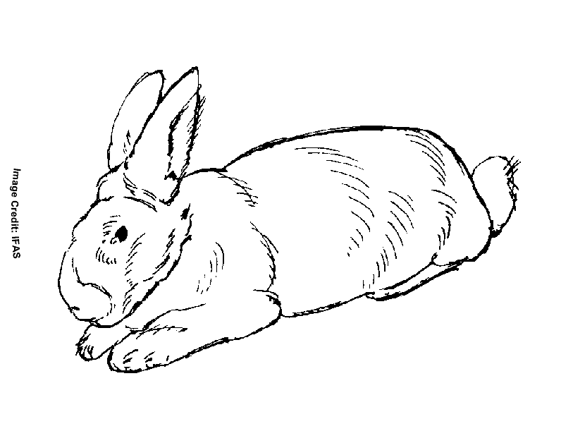 Rabbits - Free Coloring Pages for Kids - Printable Colouring Sheets