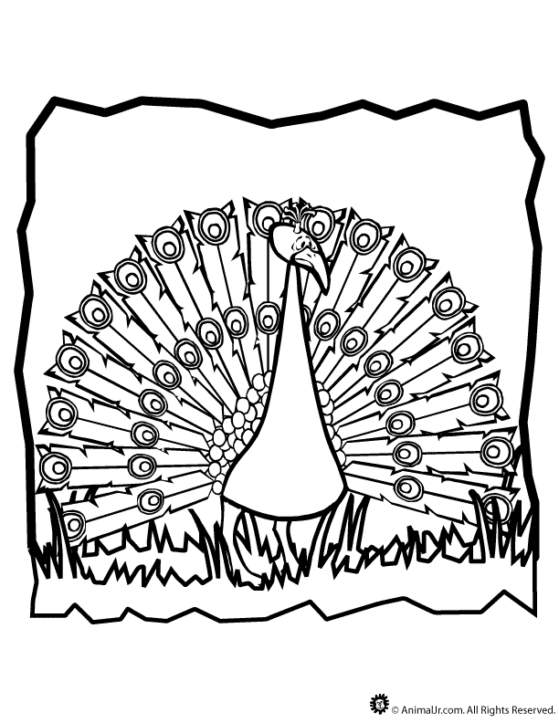 Peacock Colouring Pages