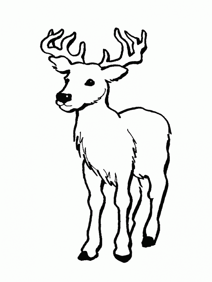 Detailed Deer Coloring Pages