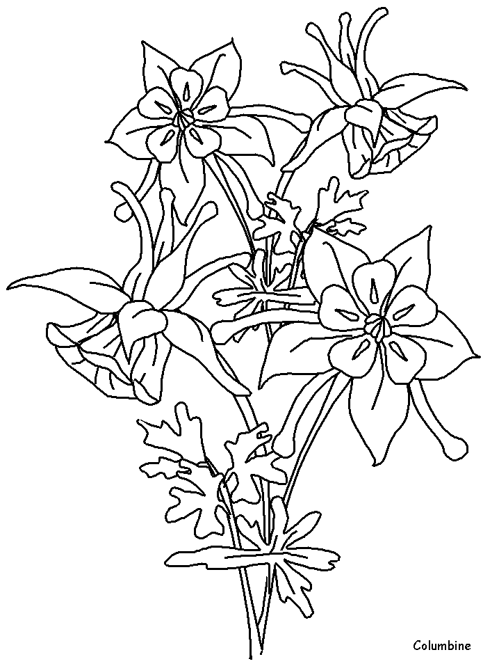 Columbine Flowers Coloring Pages & Coloring Book
