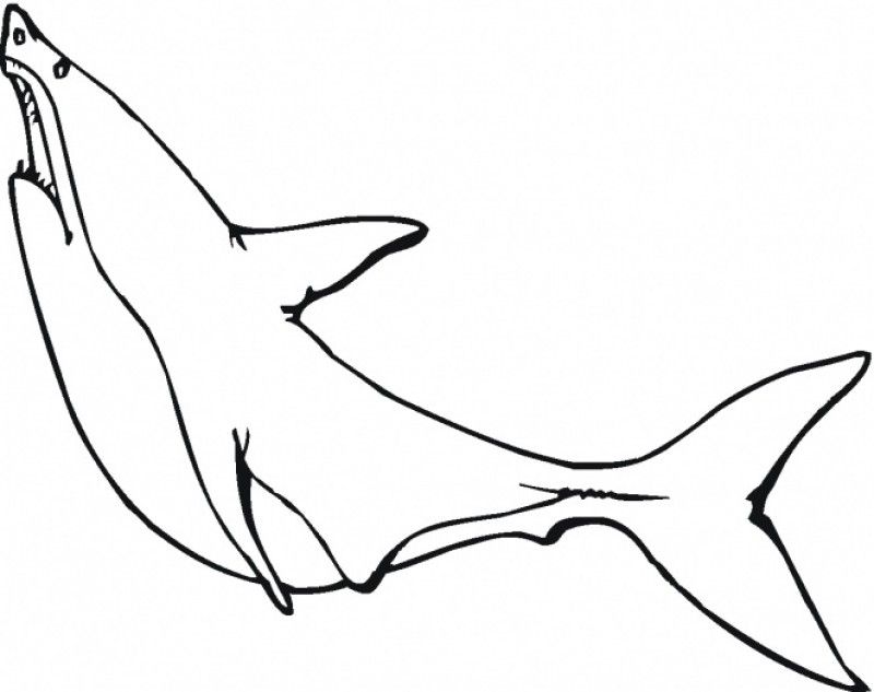Great White Coloring Pages - HD Printable Coloring Pages