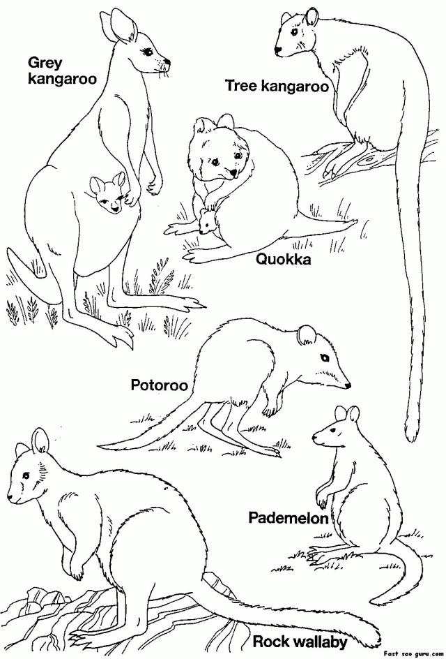 Printable Australian Animals Coloring Pages 246563 Australian 
