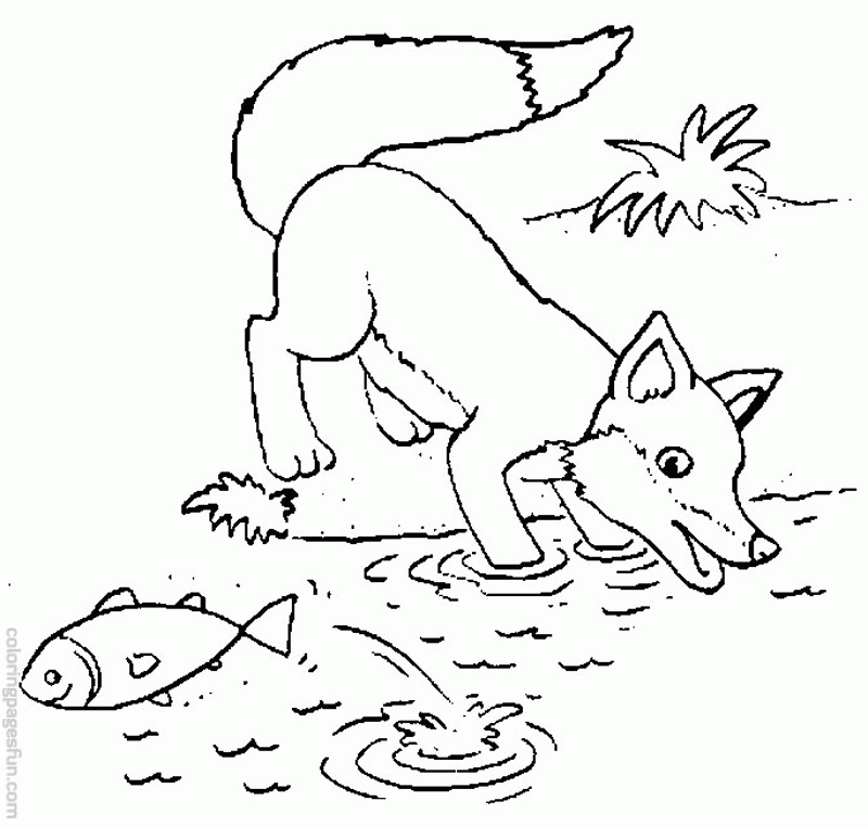 fox realistic Colouring Pages (page 2)