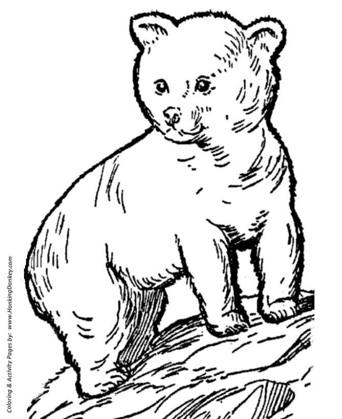 Wild Animal Coloring Pages | Young Bear Cub Coloring Page and Kids 