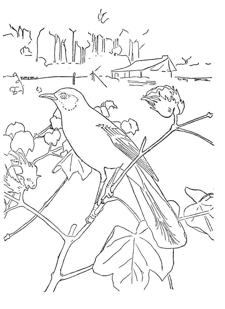 british birds Colouring Pages