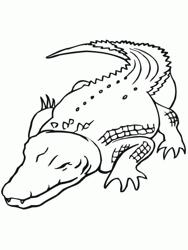 Coloring Pages Dazzling Alligator Coloring Pages Picture Id 100247 