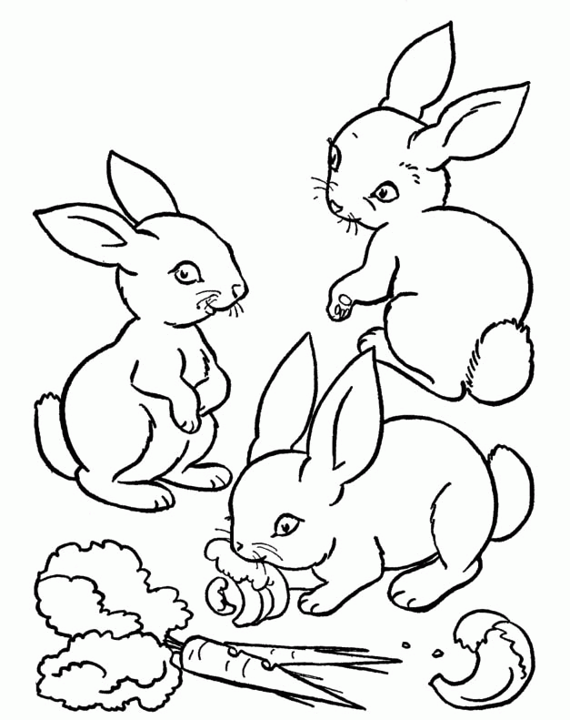 Rabbit Who Was Eating A Carrot Coloring Pages - Rabbit Coloring 