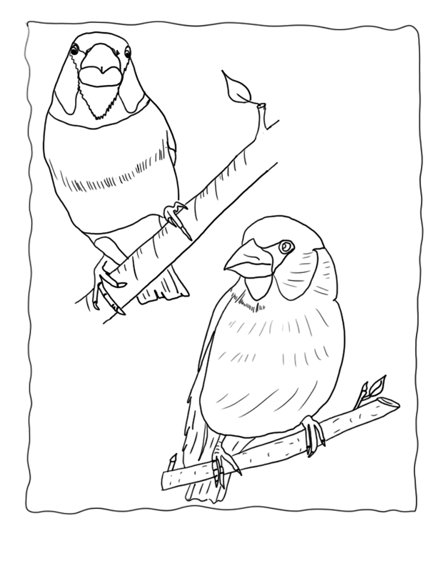 Finch Coloring Pages Hawfinch, Echo's Bird Coloring Pages of Finches