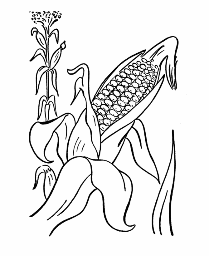 Thanksgiving Dinner Coloring Page Sheets - Ears of Corn | BlueBonkers