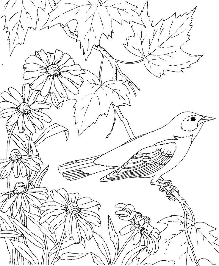 Oklahoma State Bird And Flower Coloring Home
