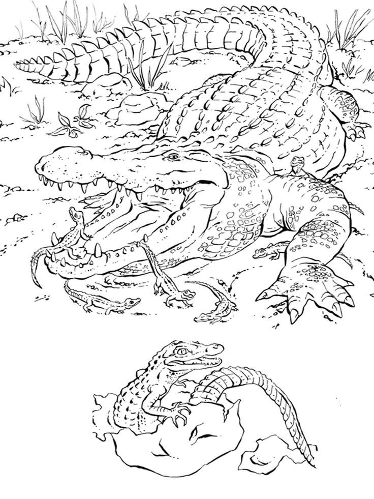 Pin by Deborah Henderson on animal coloring pages