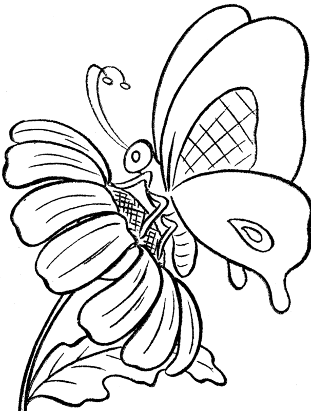 Butterfly With Sun Flower Coloring Pictures - Butterfly Coloring 