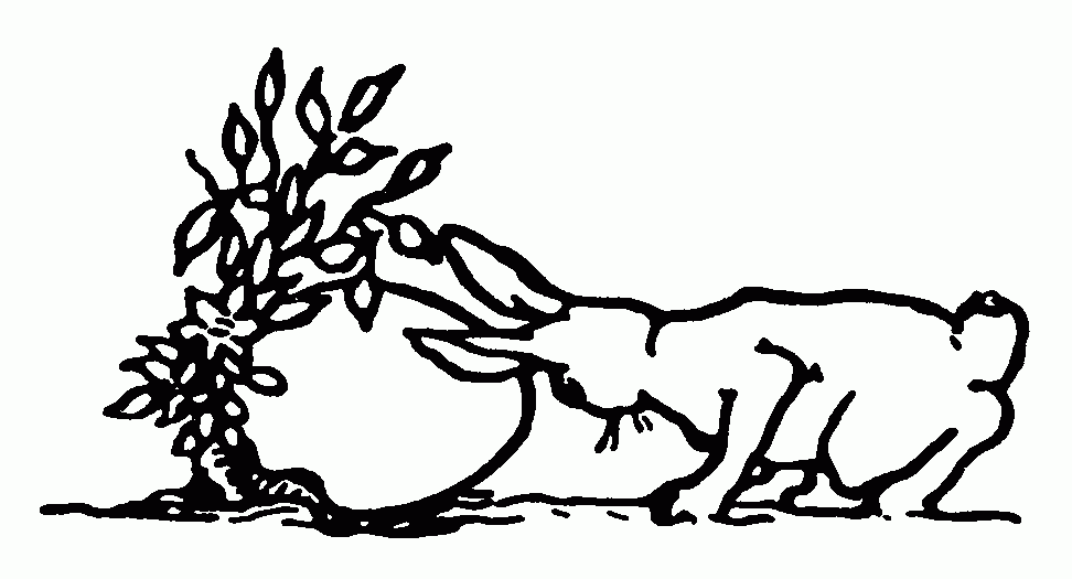 Rabbit Line Drawing
