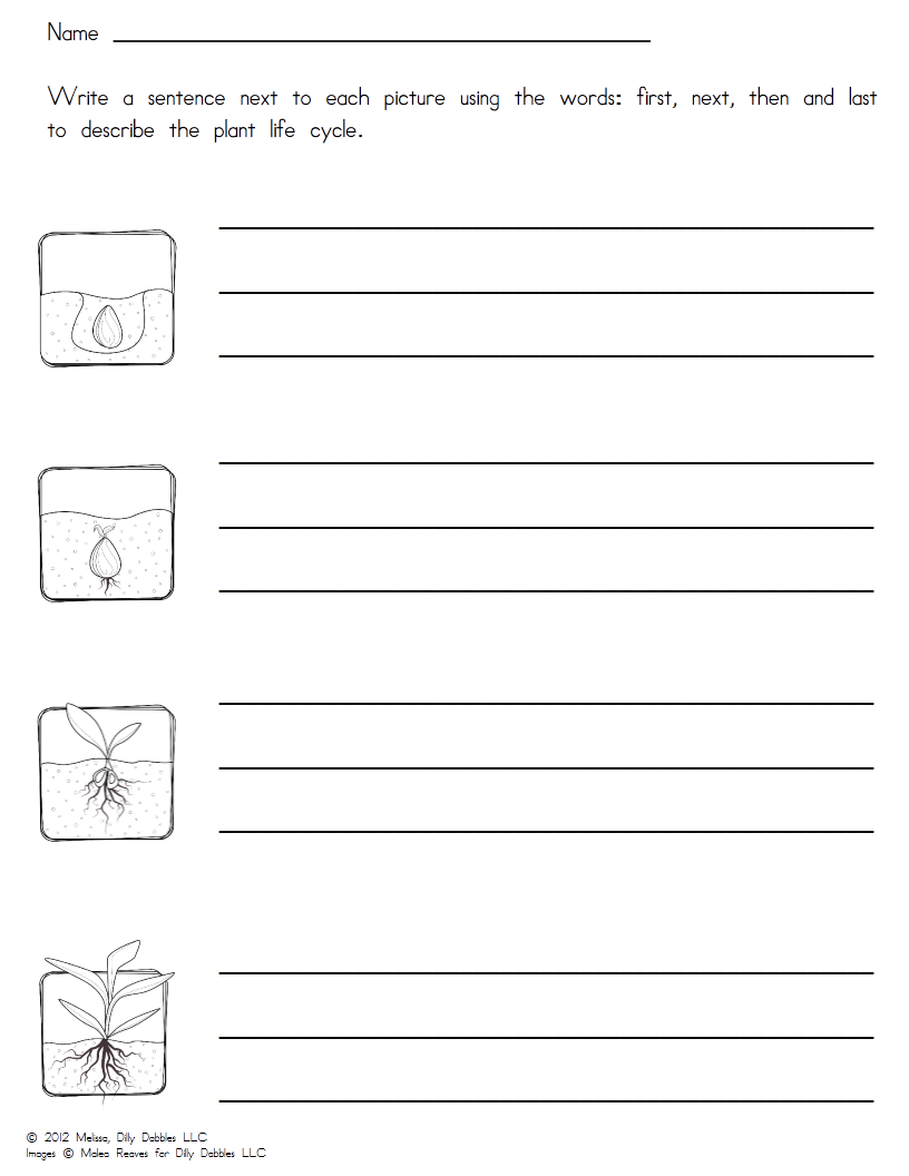 Plant Life Cycle coloring page work sheet