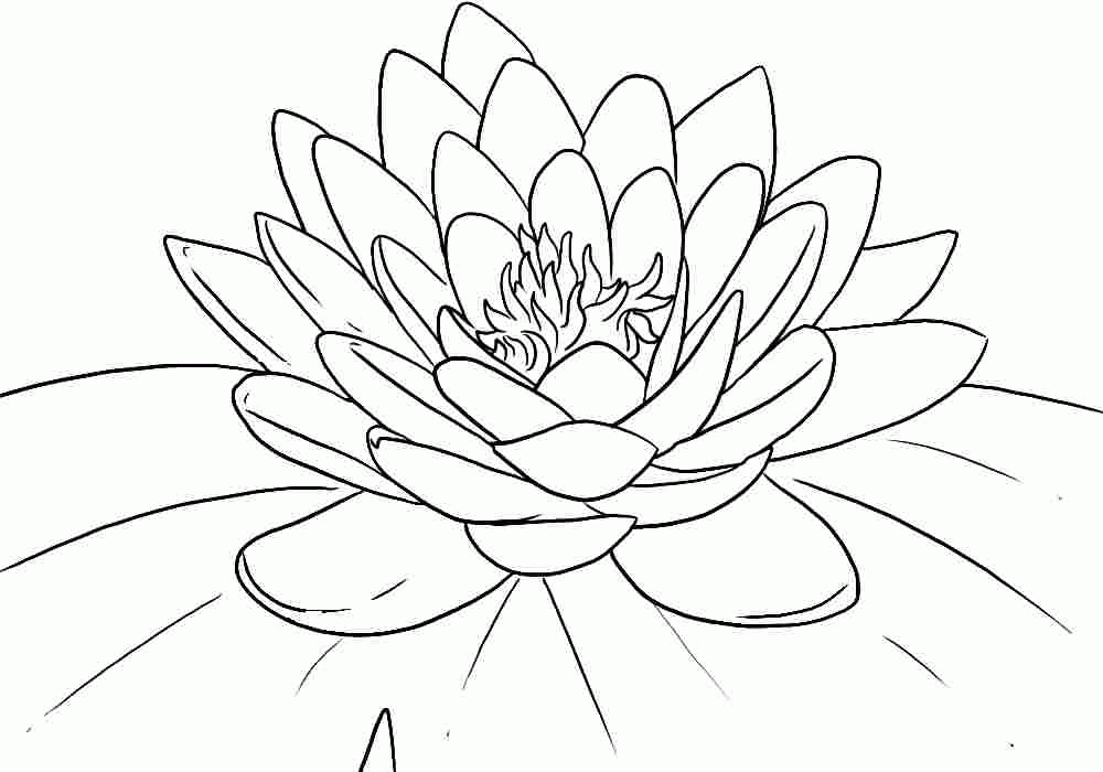 23+ Printable Lotus Mandala Coloring Pages
